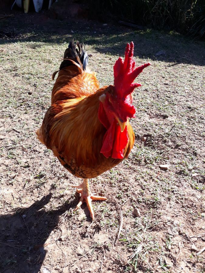 Chale Canto Do Galo Ilhabela Dış mekan fotoğraf